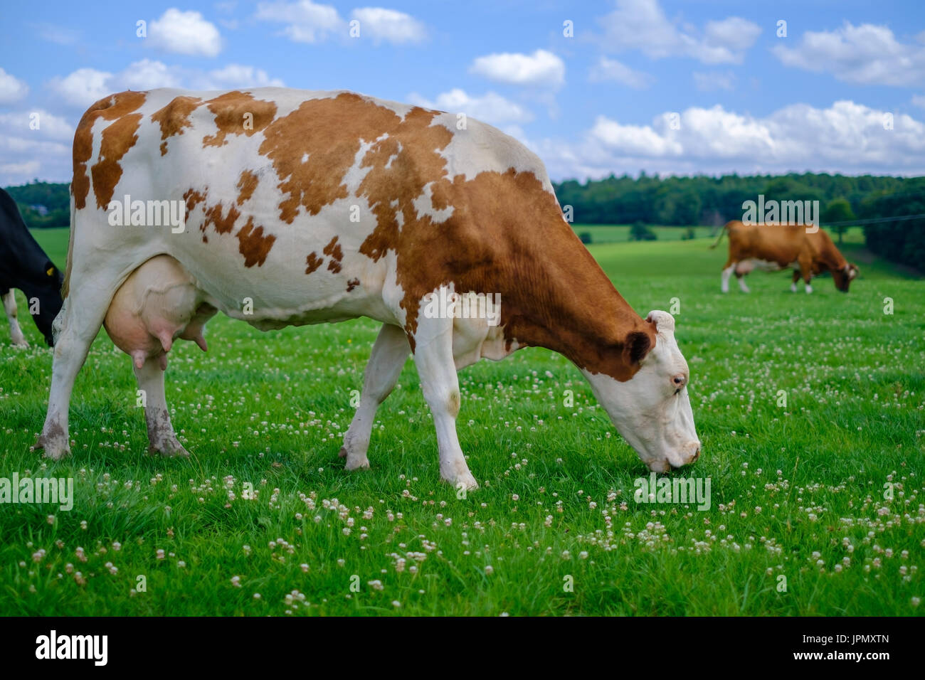 The wild brown cow is eating grass Stock Photo