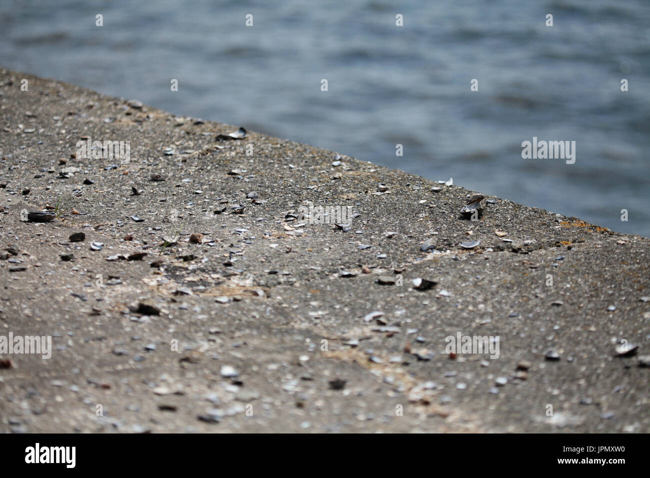 Broken mussel shells dropped by seagulls to open them Stock Photo Alamy