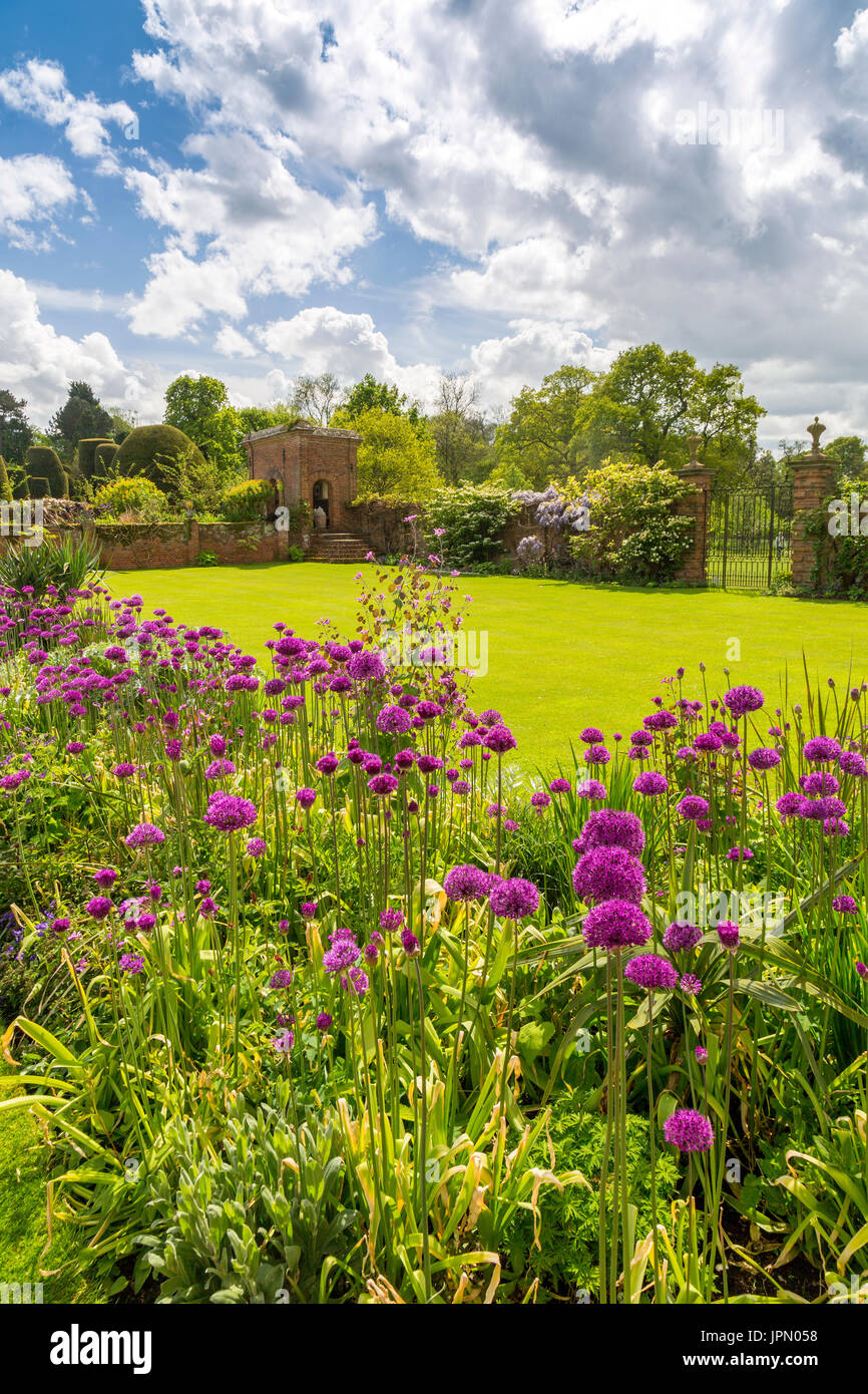 Colourful allium flowers in the garden borders at Packwood House a