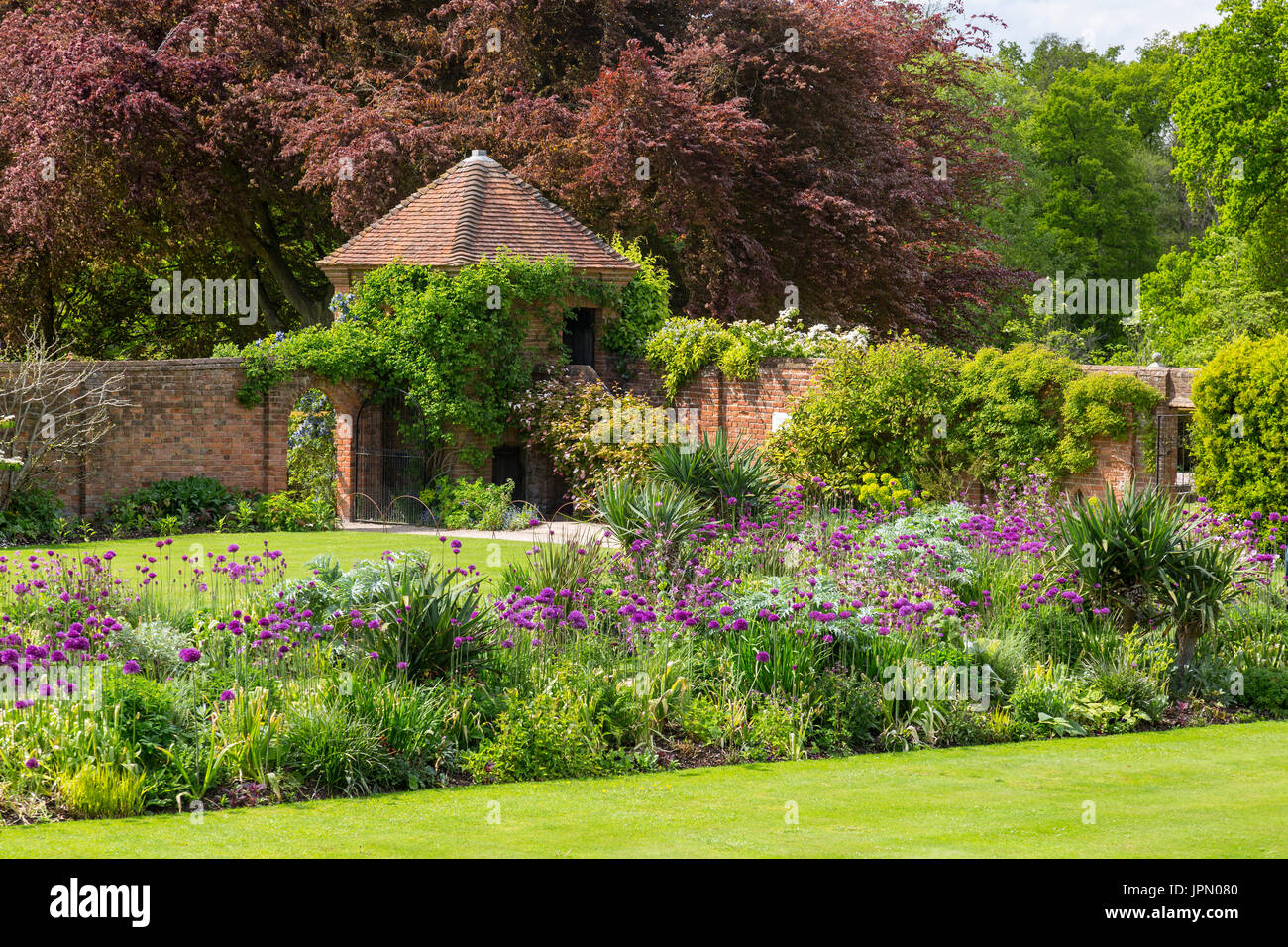 Colourful allium flowers in the garden borders at Packwood House - a preserved Tudor manor house in Warwickshire, England, UK Stock Photo