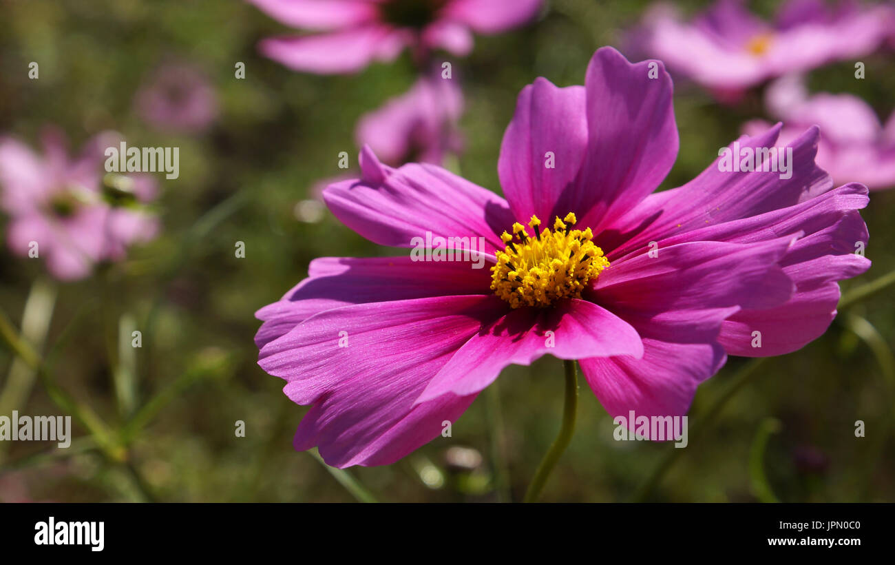 Cosmos flower japan autumn hires stock photography and images Alamy