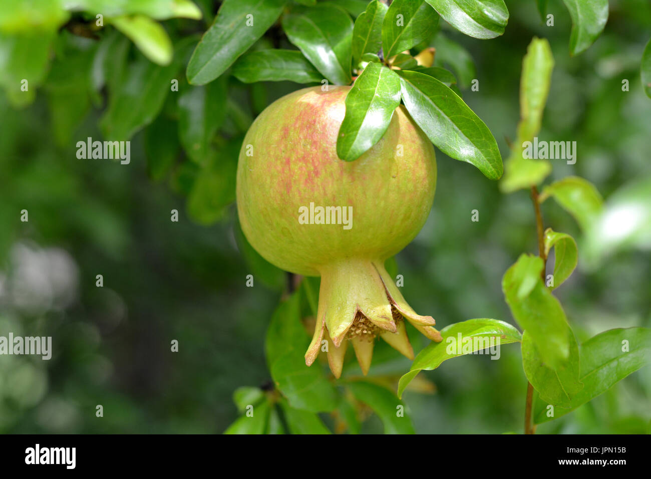 Green pomegranate with tree wallpaper Stock Photo - Alamy