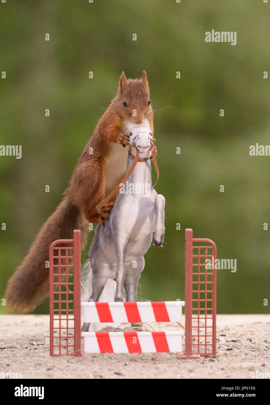 SURREAL pictures have captured a couple of wild red squirrels indulging in what appears to be a spot of horse-riding. The amusing images show the squi Stock Photo
