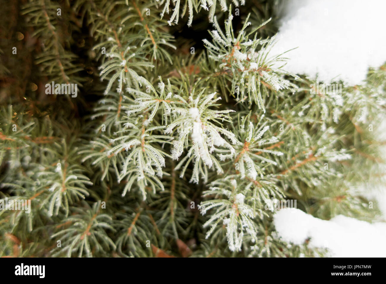 A pine tree branch coated in frost with patches of snow Stock Photo - Alamy