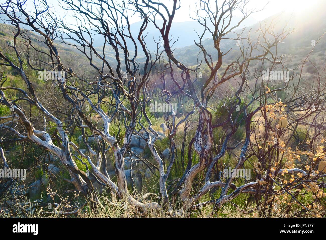 Wavy radiating branches of dry manzanita, Kings Canyon, California, United States Stock Photo