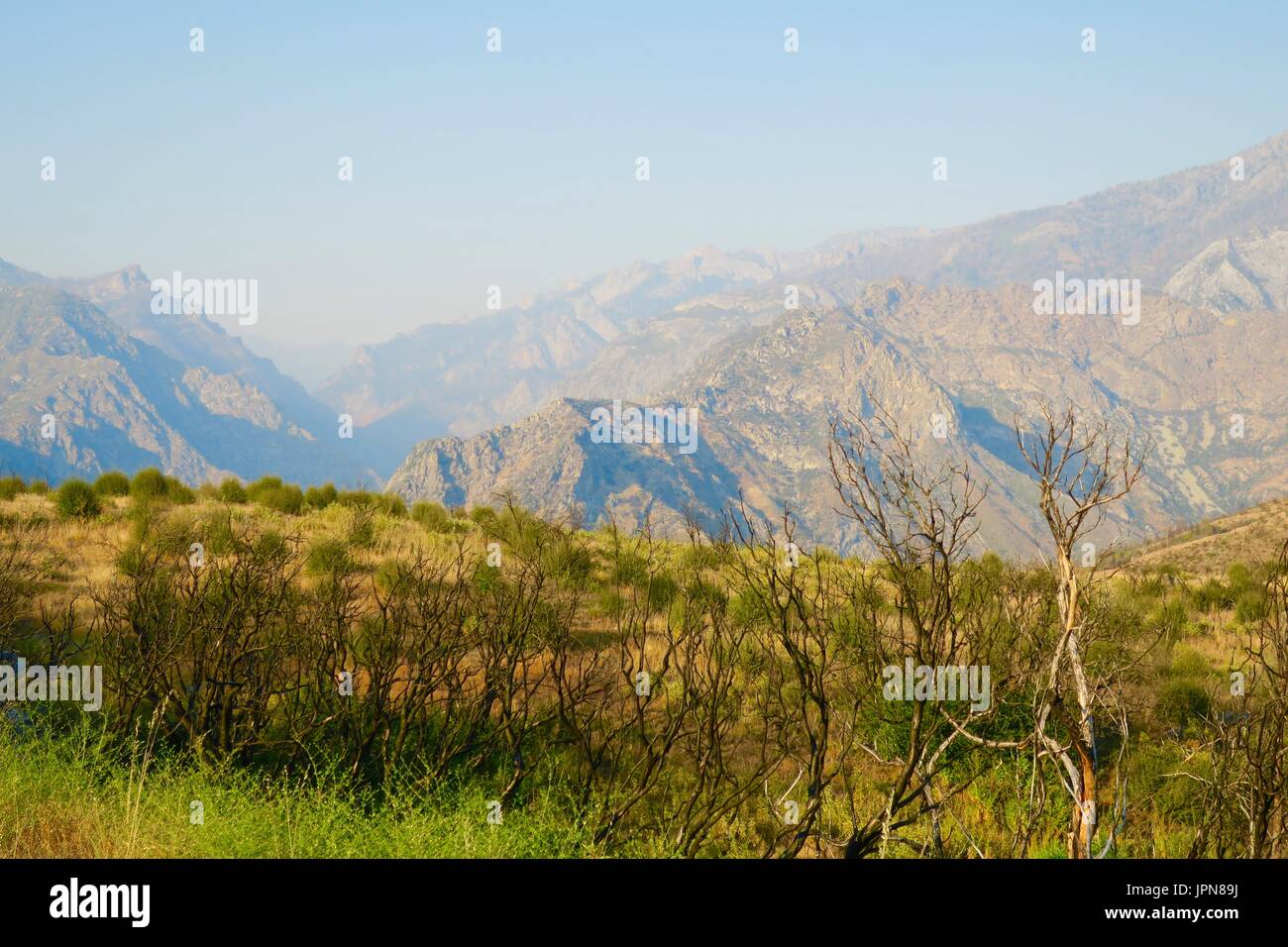 Looking out over Kings Canyon with dry brush in foreground, Sequoia National Monument, Hume, California, United States Stock Photo