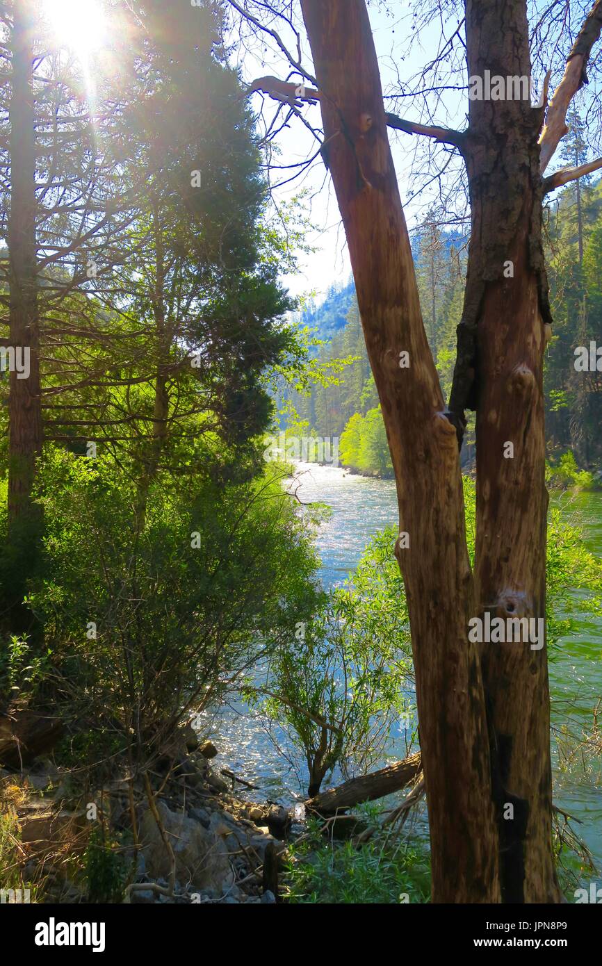 Kings River through the trees, King's Canyon National Park, California, United States Stock Photo