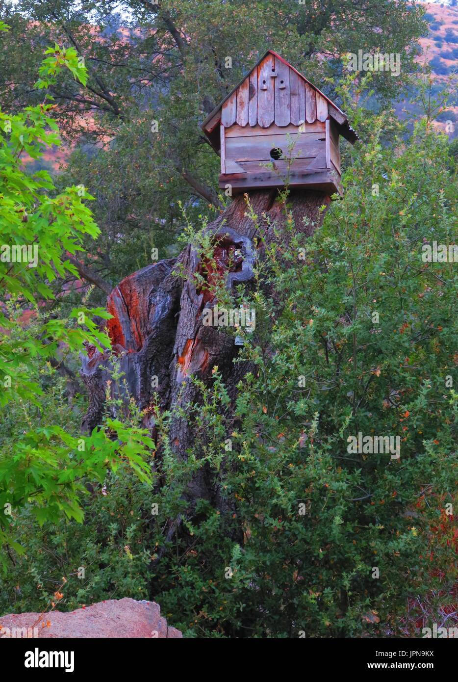 Wooden birdhouse atop a large stump Stock Photo