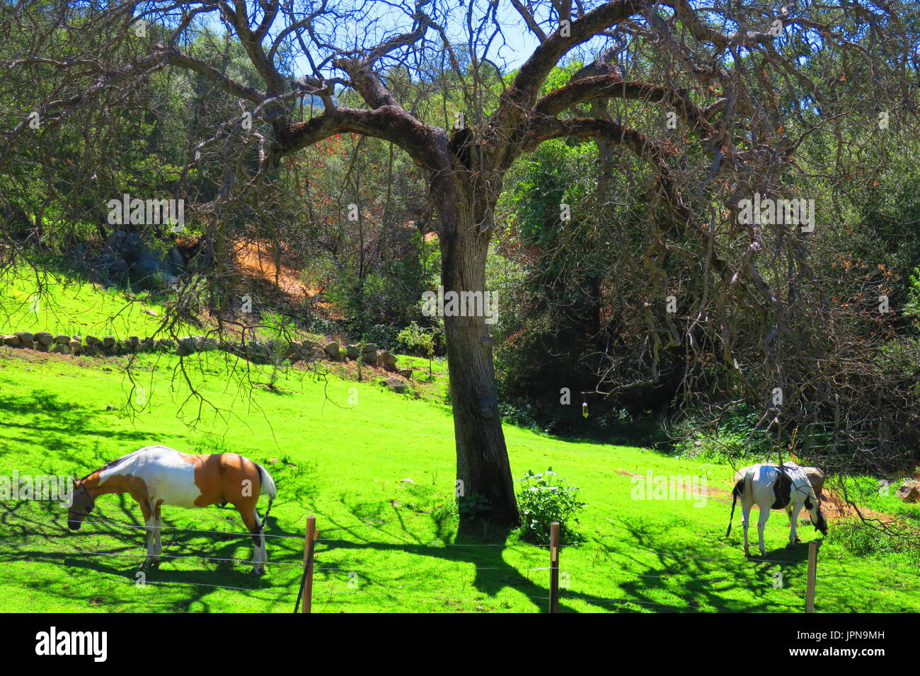 Pintos in balance, forked tree creates an artistic symmetry in this elegant scene Stock Photo