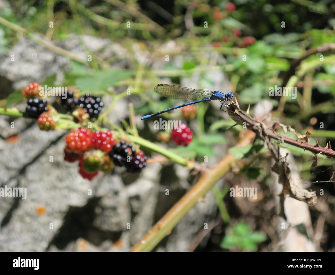 Blue dragonfly on blackberry brambles, Three rivers, California, United States Stock Photo