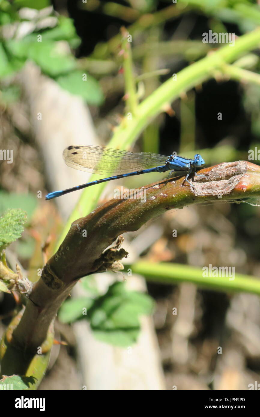 Blue dragonfly on blackberry vine, Three rivers, California, United States Stock Photo
