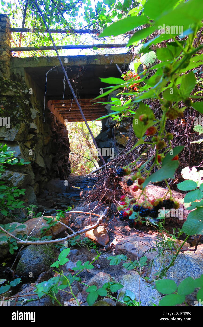 Blackberries accent streambed and old stone wall bridge along Mineral King Road, Three Rivers, California, United States Stock Photo