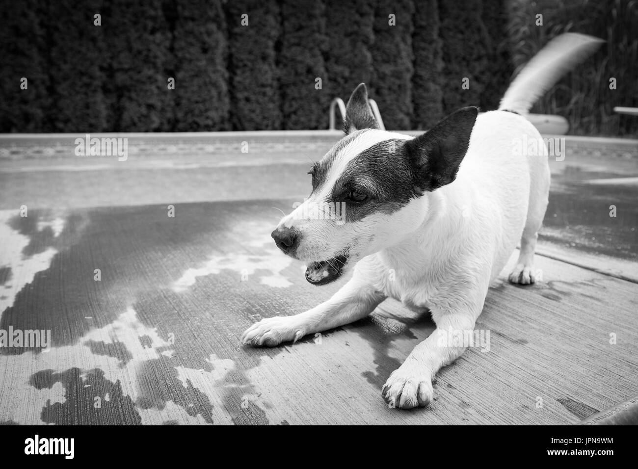 Jack Russell Terrier dog barking excited while playing. Stock Photo