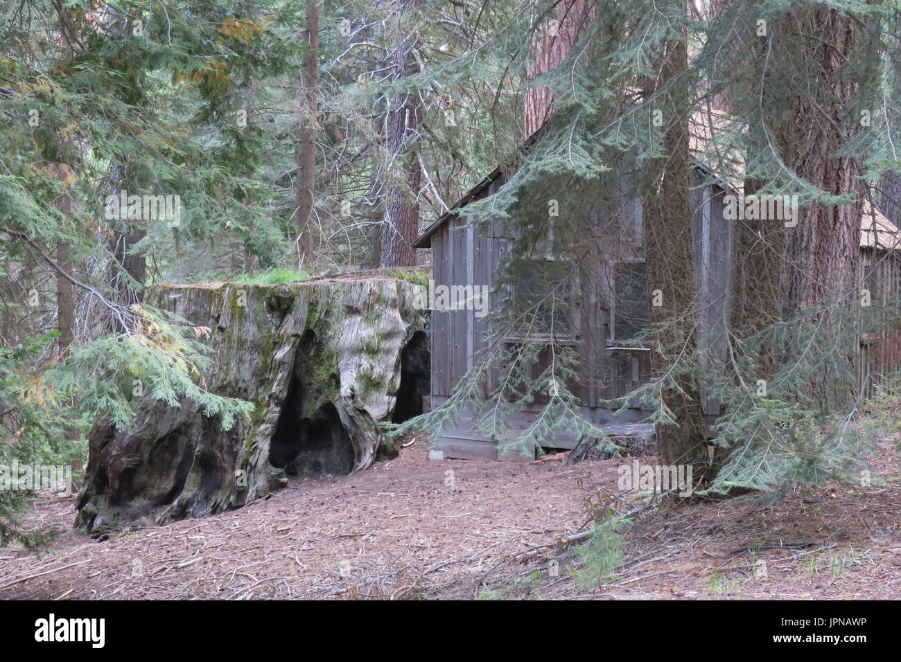 Rustic Old Cabin Built Among Sequoias With Large Stump Remains