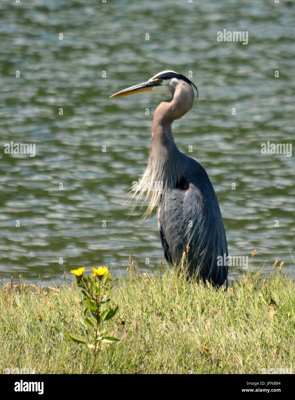 Ruffled neck hi-res stock photography and images - Alamy