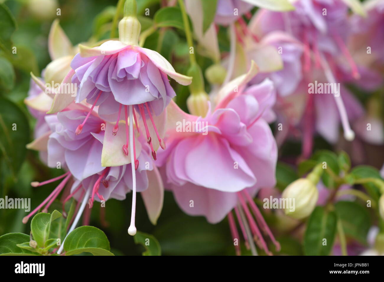 Fuschia in bloom Stock Photo