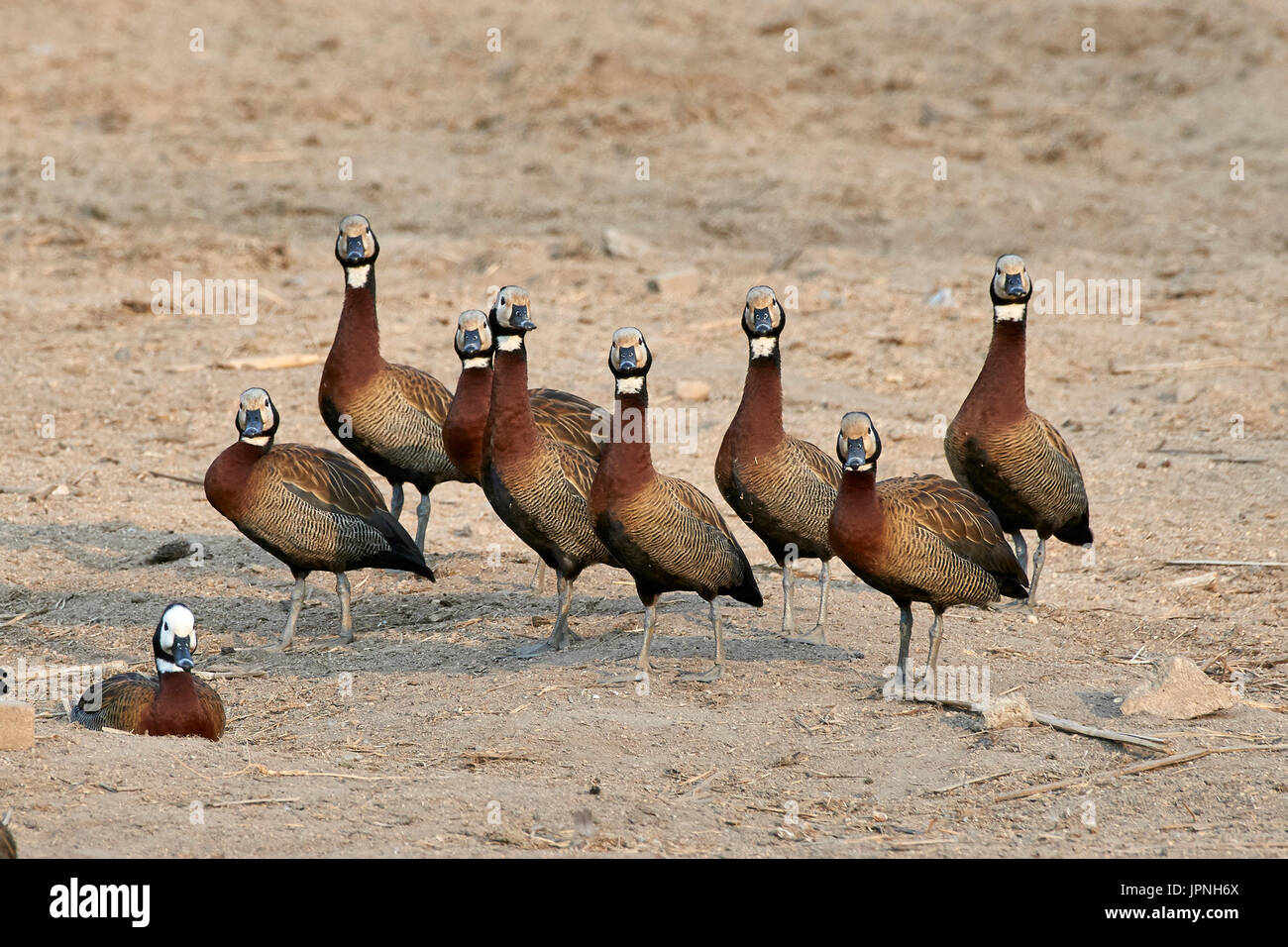 Whitefaced Whistling Duck (Dendrocygna viduata), flock standing on the sandy shore like soldiers Stock Photo