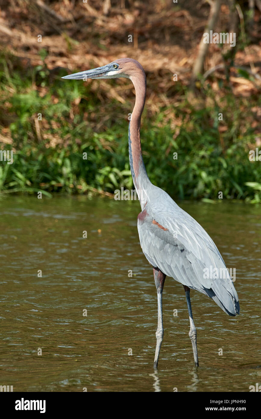 Goliath Heron (Ardea goliath) standing in shallow water fishing Stock Photo