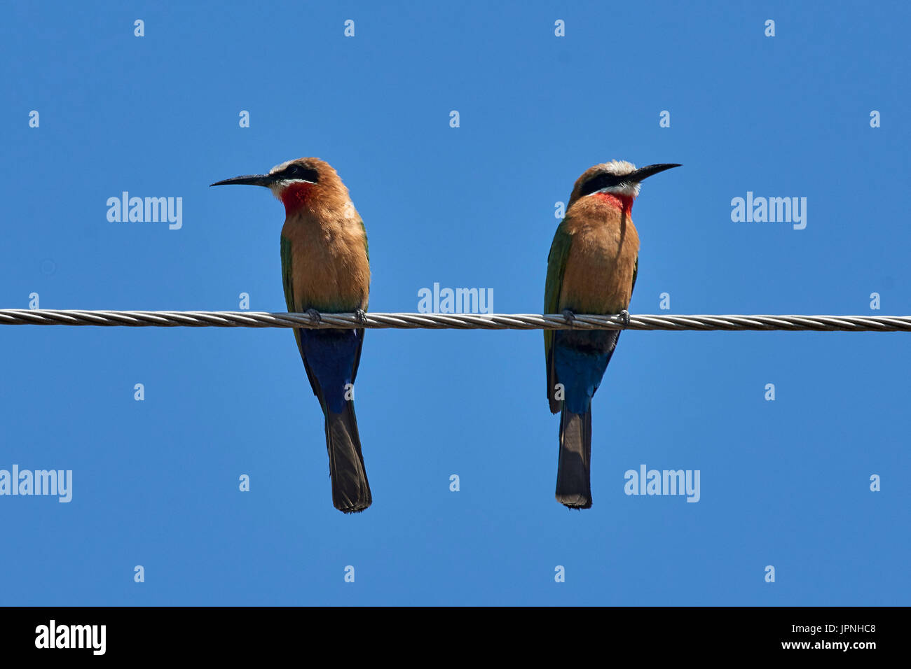 White-fronted Bee-eater (Merops bullockoides) - his and hers, pair perched on wire Stock Photo