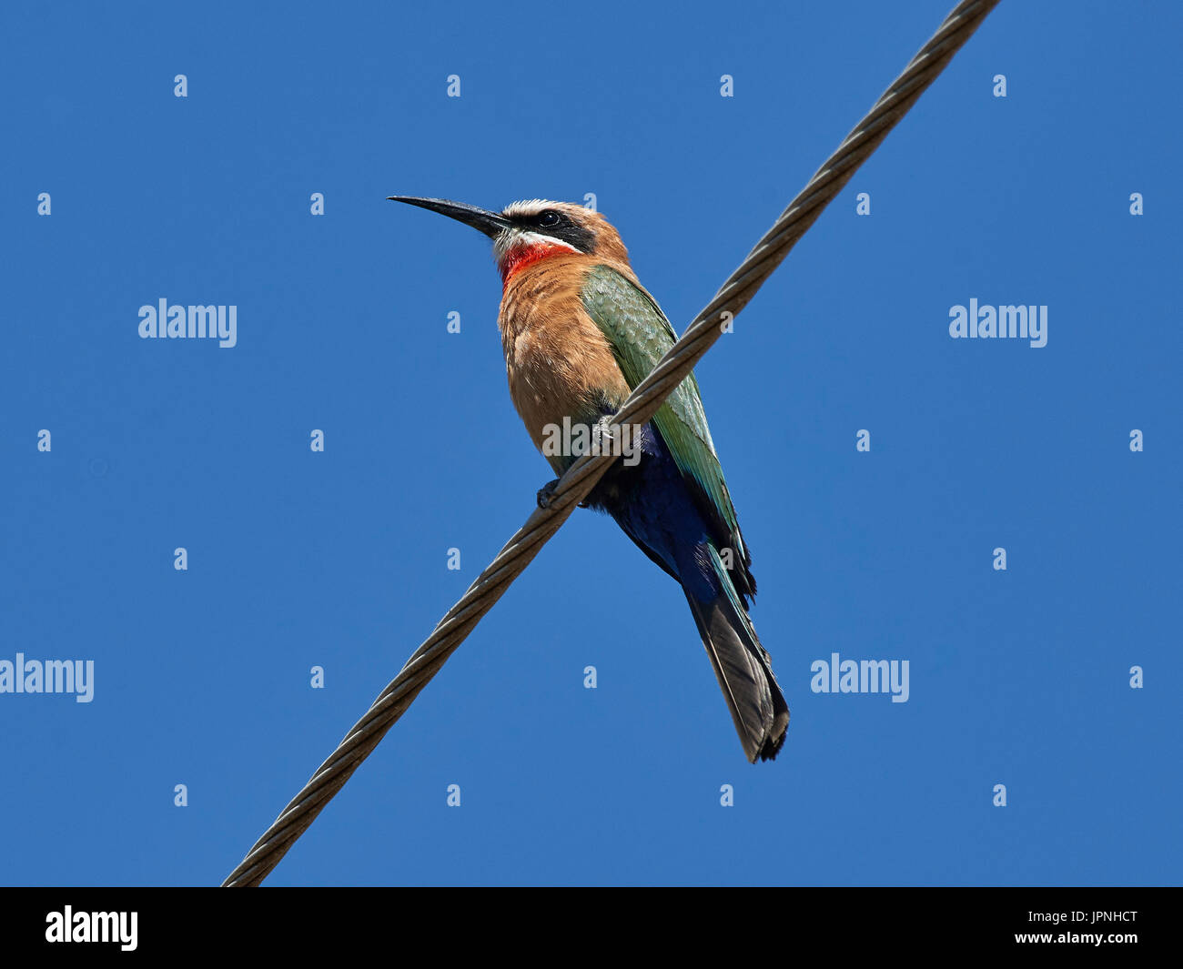 Merops bullockoides hi-res stock photography and images - Alamy