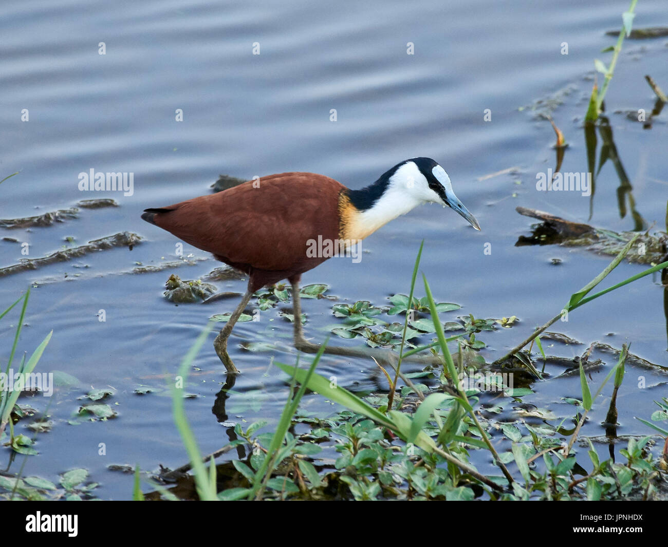 African Jacana (Actophilornis africanus) wading through the shallow water amongst the lillies looking for food Stock Photo