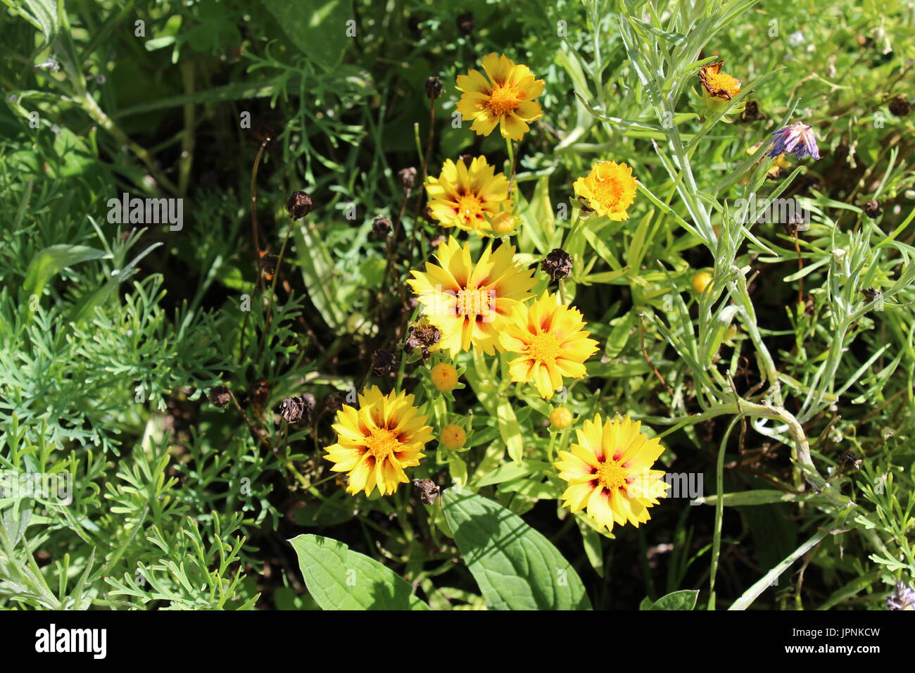 Texas yellow wildflowers hi-res stock photography and images - Alamy