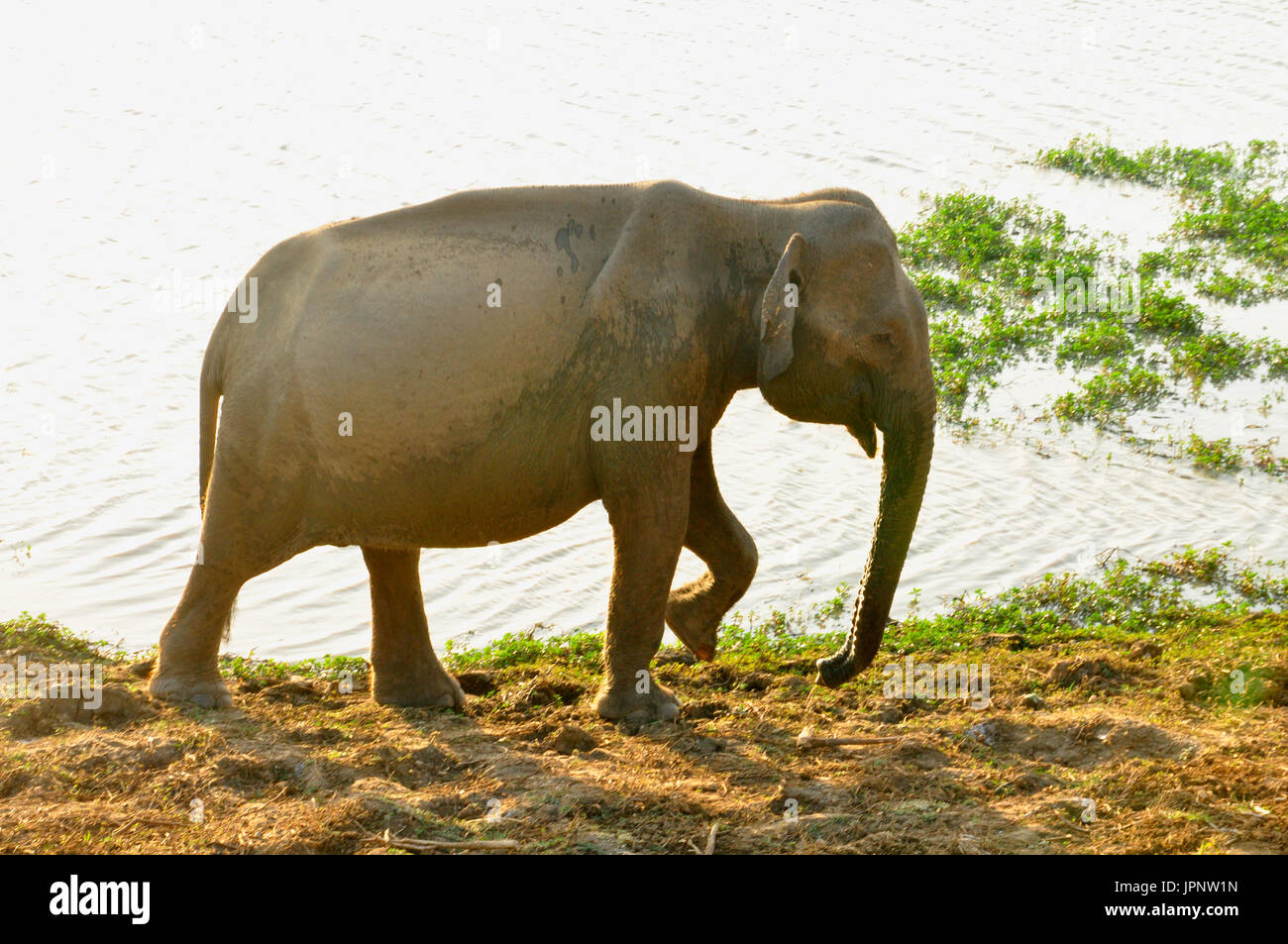 The world's second largest land animal species, photographed here in the  countryside of Southern Sri Lanka Stock Photo - Alamy