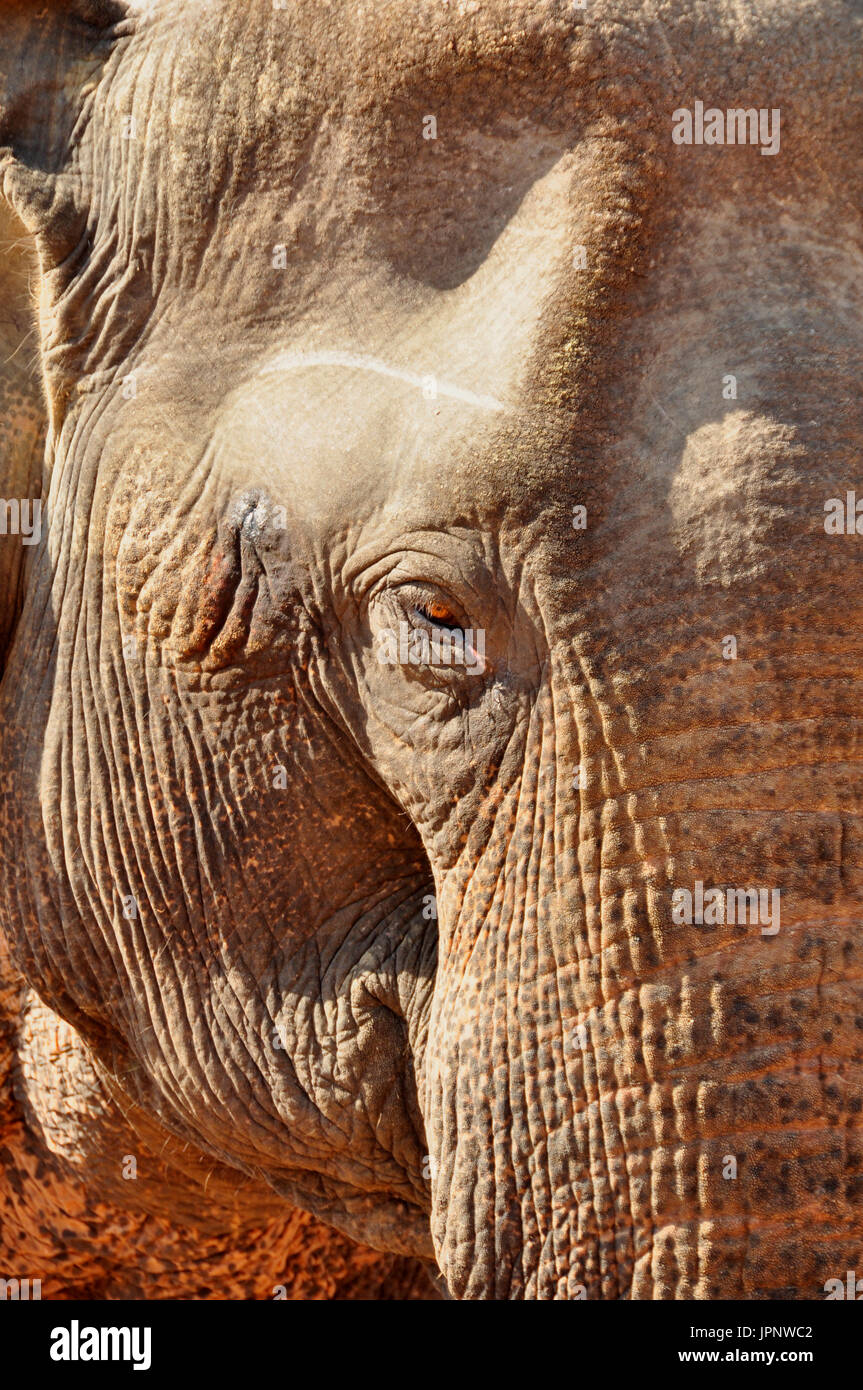 The World s Second Largest Land Animal Species Photographed Here In the-world-s-second-largest-land-animal-species-photographed-here-in