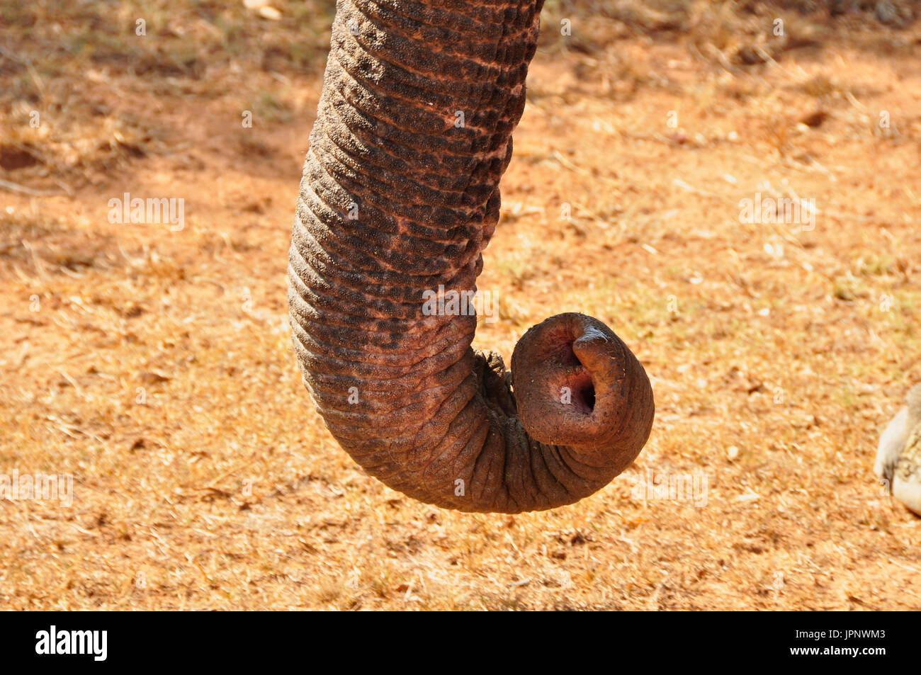 The World s Second Largest Land Animal Species Photographed Here In the-world-s-second-largest-land-animal-species-photographed-here-in