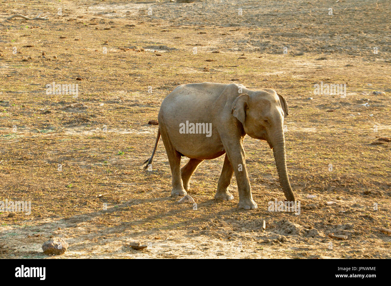 The world's second largest land animal species, photographed here in the  countryside of Southern Sri Lanka Stock Photo - Alamy