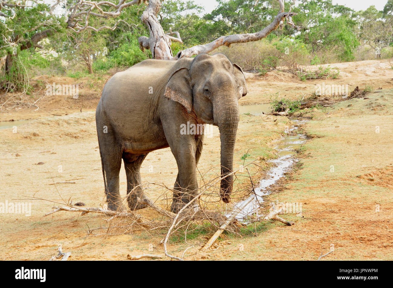 the-world-s-second-largest-land-animal-species-photographed-here-in