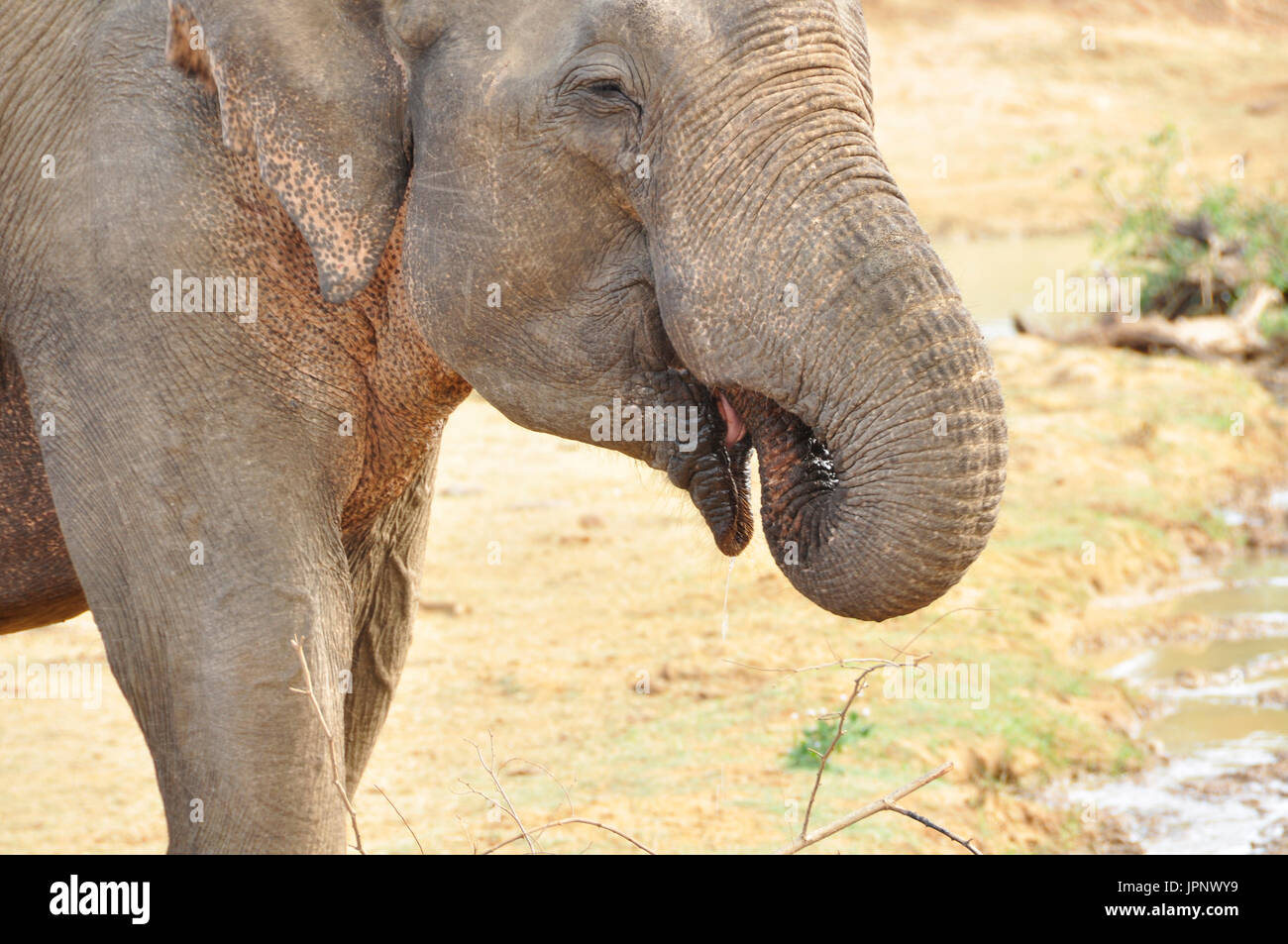 the-world-s-second-largest-land-animal-species-photographed-here-in