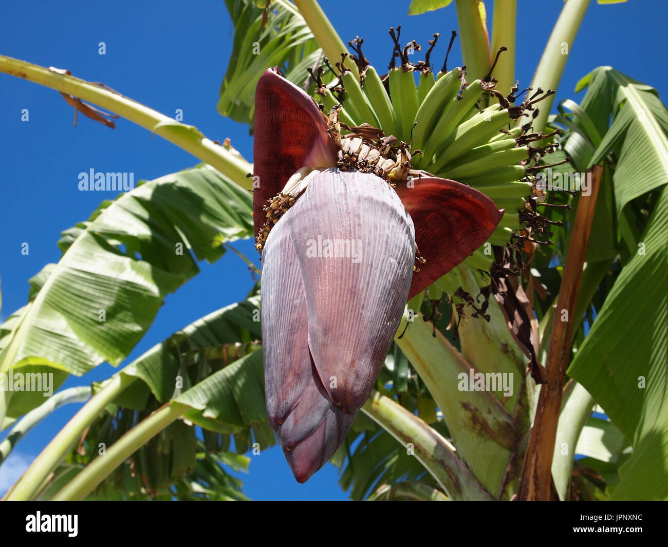 Banana plant flower and green bananas growing, Anguilla, BWI. Stock Photo