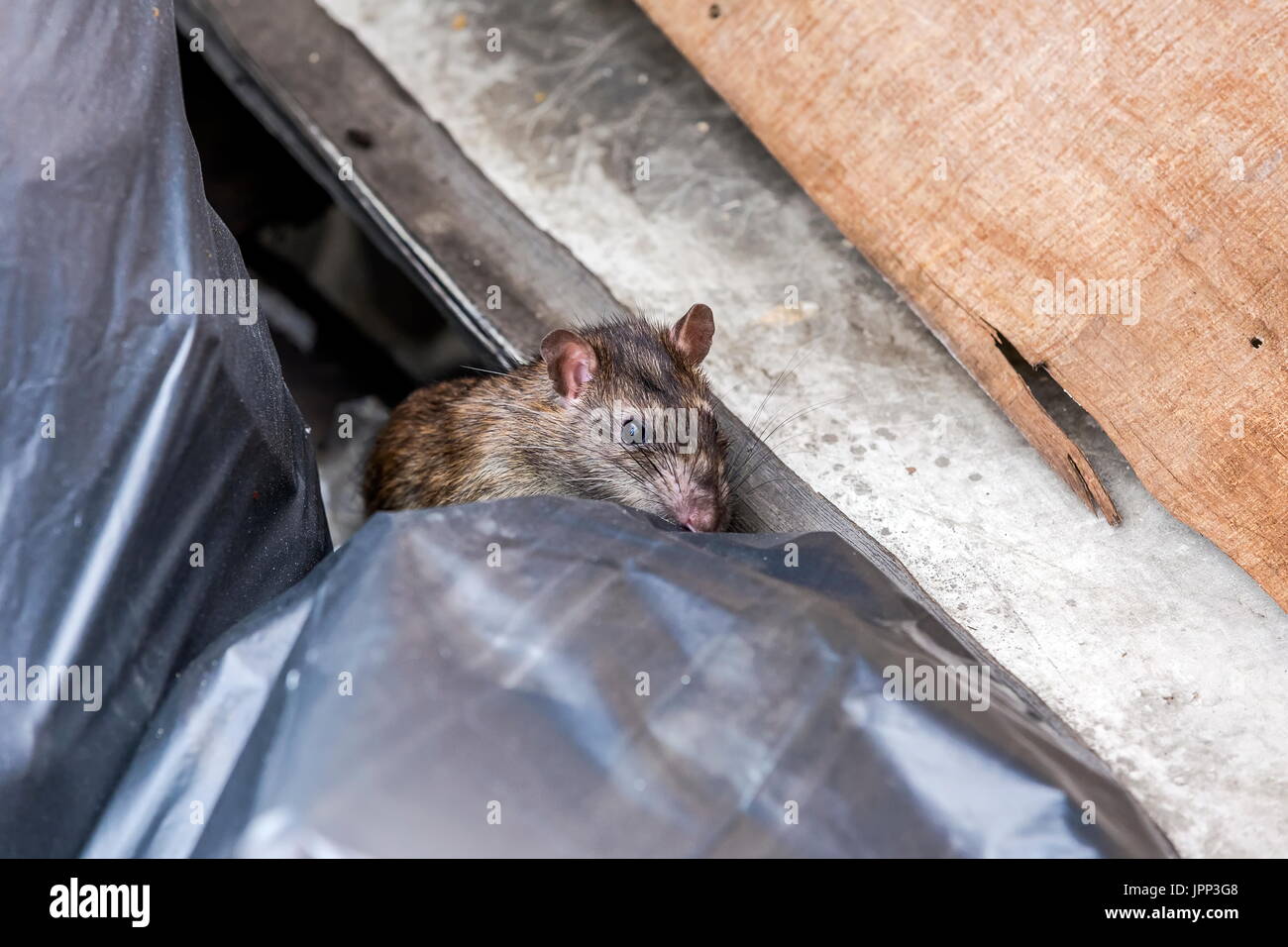 A rat behind the garbage bag. selective focus Stock Photo