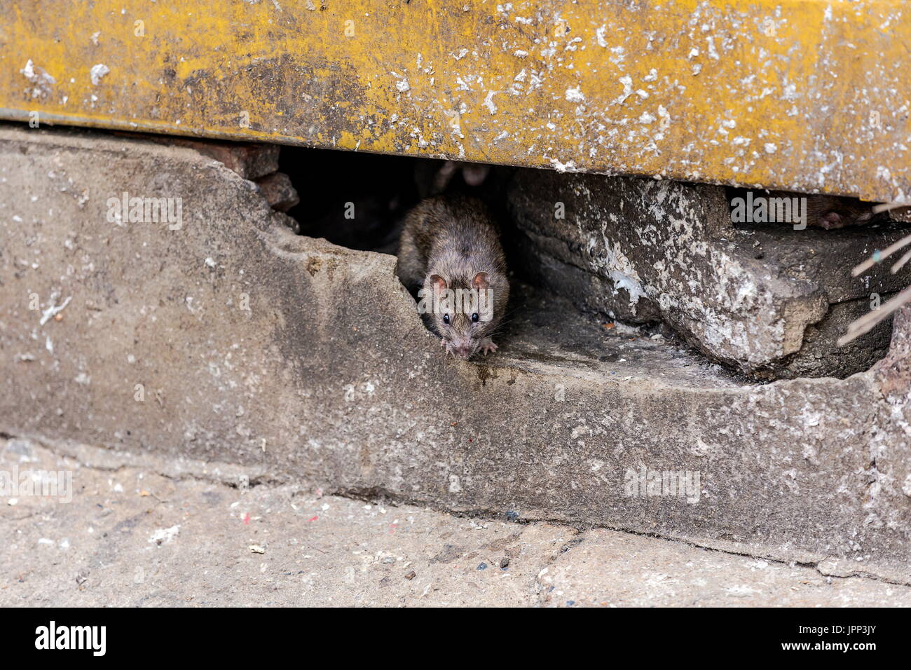 A rat come out from under the building. selective focus Stock Photo