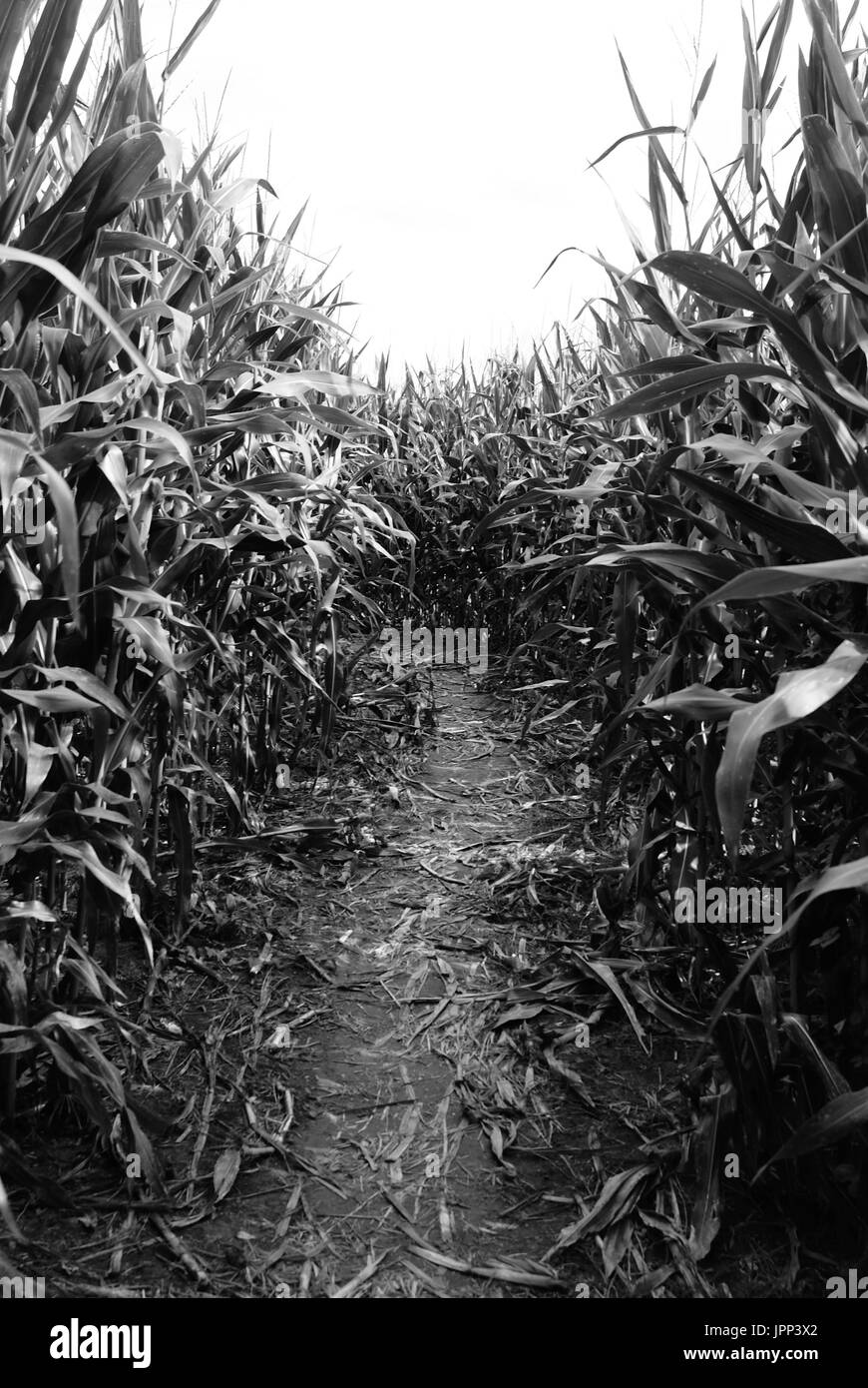 Black and white corn field trail Stock Photo Alamy