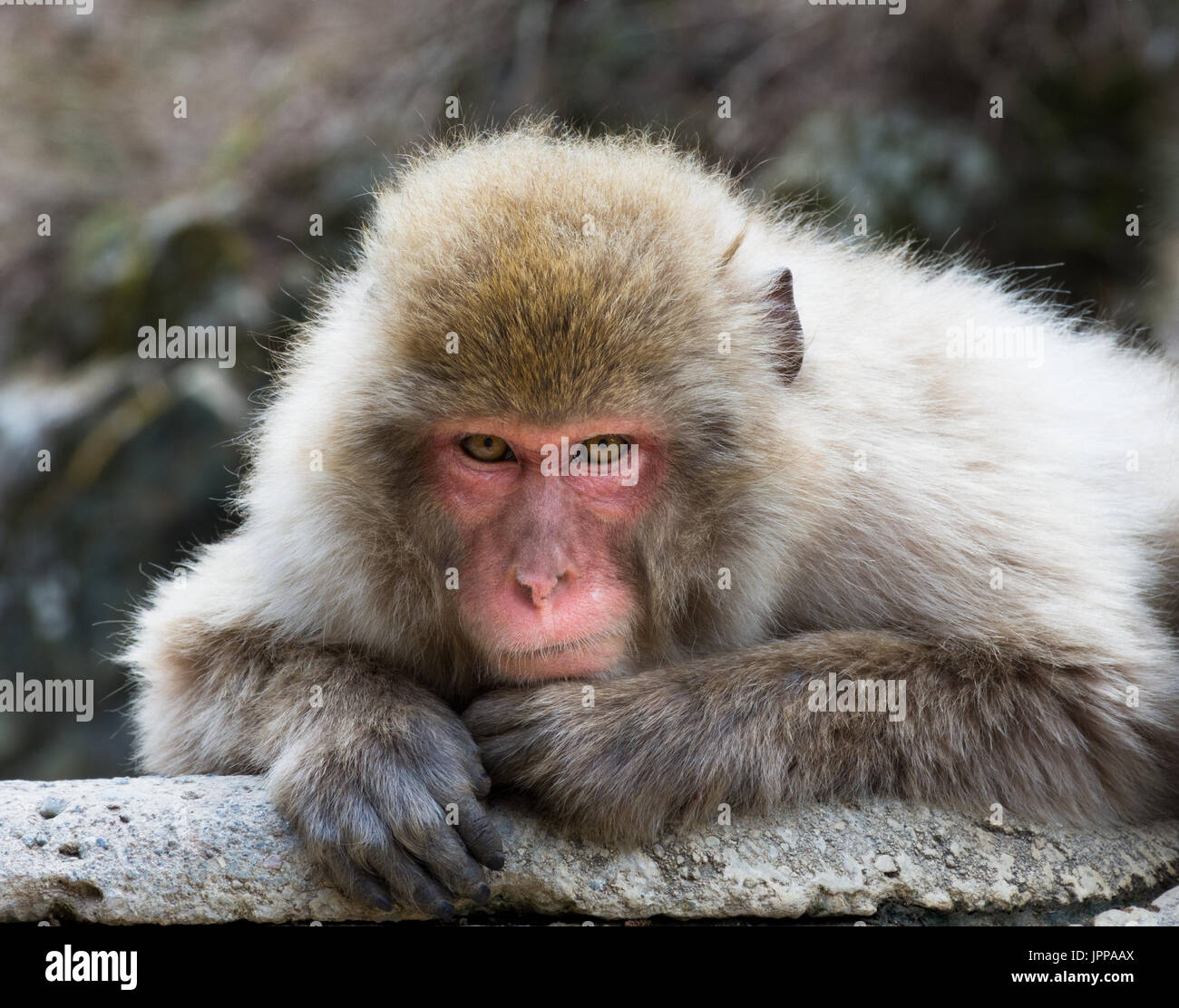 Cute Monkey Has Big Eyes Staring Straight Into The Camera Background, Monkey  Picture Meme, Monkey, Animal Background Image And Wallpaper for Free  Download