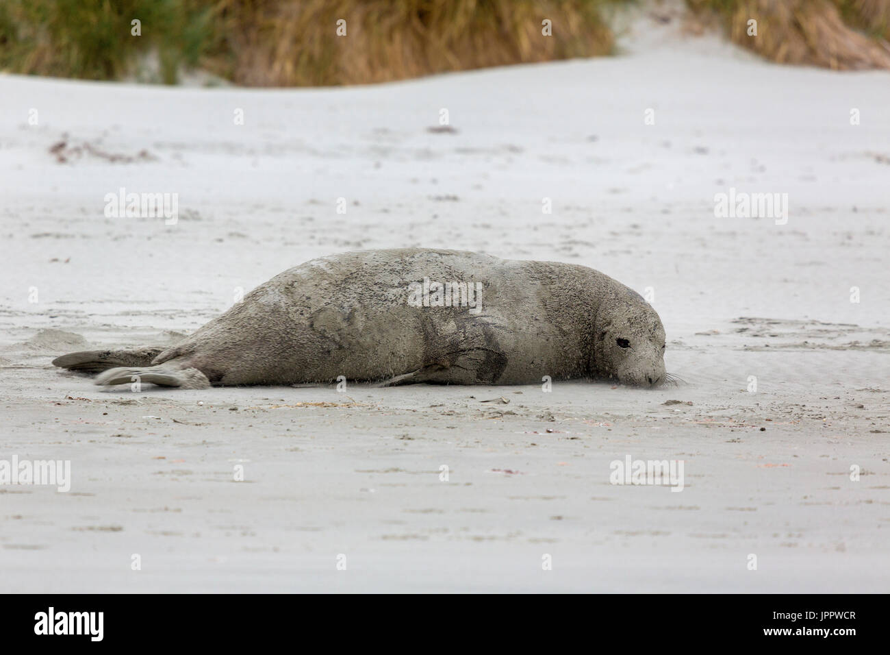 New Zealand Sea Lion or Phocarctos hookeri or Hooker's Sea Lion at South Island of New Zealand in Otago Penninsula Stock Photo