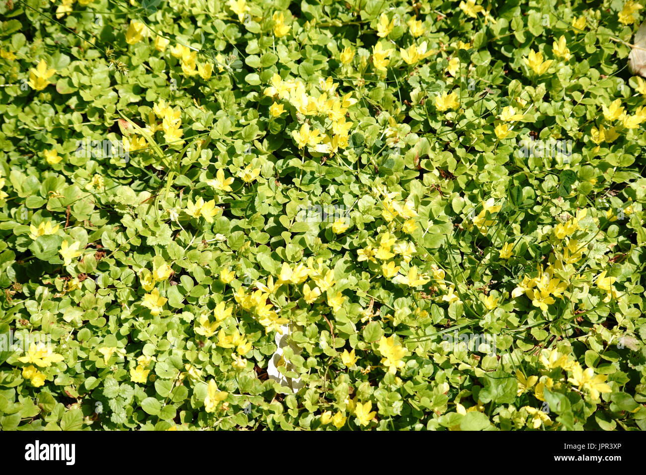 The top view of a wild meadow with the yellow flowers of the moneywort, Lysimachia nummularia. Stock Photo