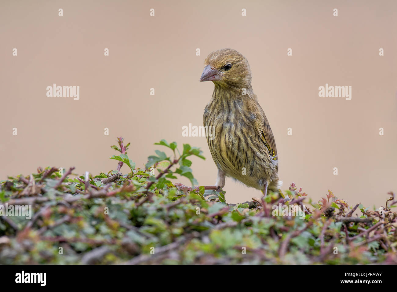 Juvenile greenfinch standing on a hedge stretched upwards looking down inquisitive Stock Photo