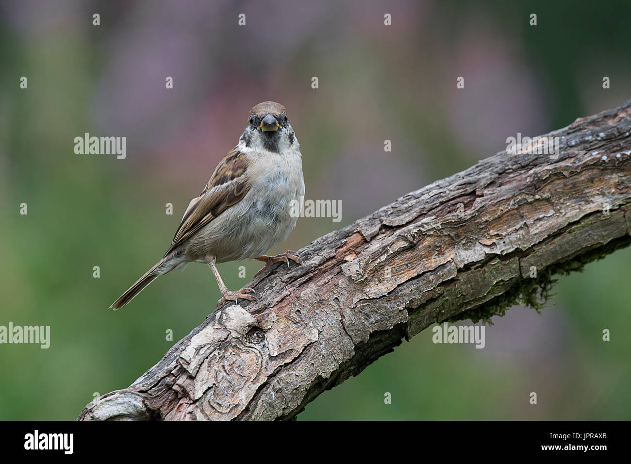 Portrait of a tree sparrow perched on a branch looking directly forward at the camera Stock Photo