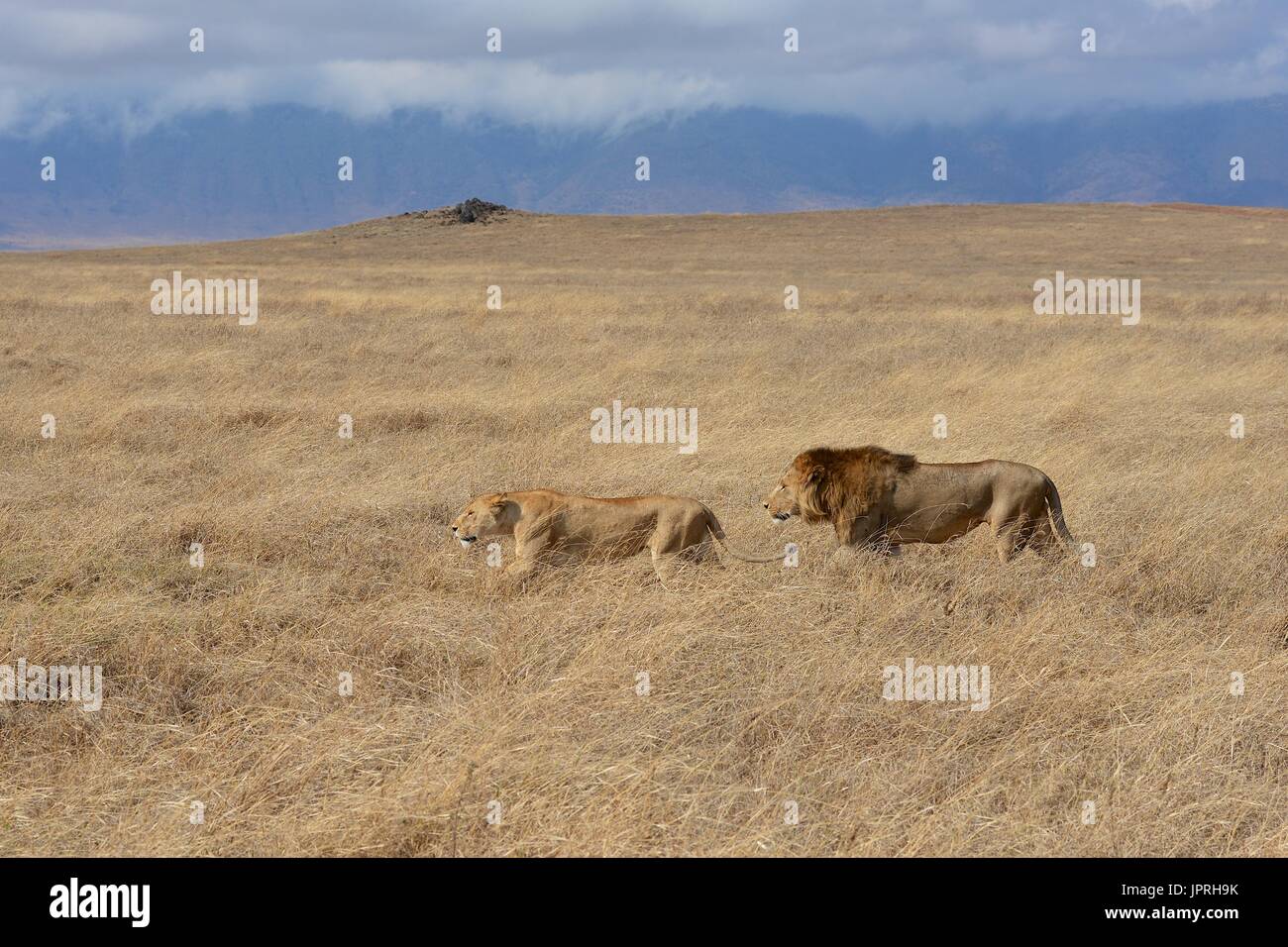 Lions are king of the savanna in the Serengeti National Park of Tanzania, Africa. Stock Photo
