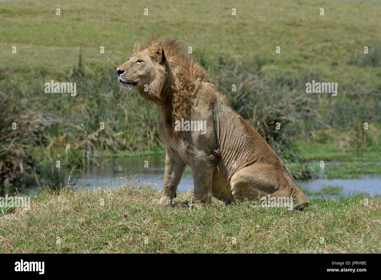 Lions are king of the savanna in the Serengeti National Park of