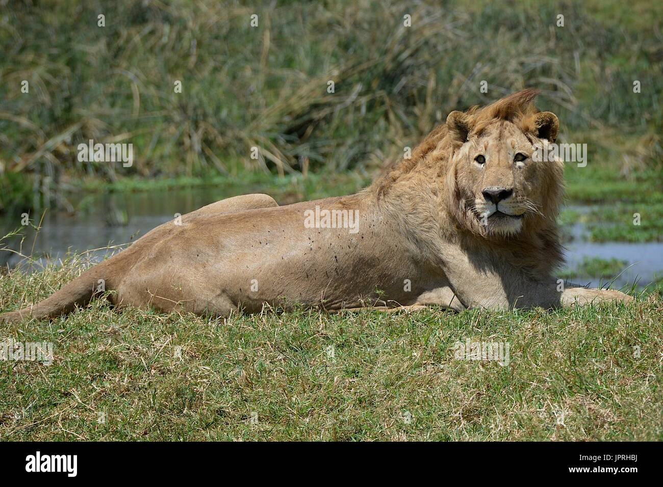 Lions are king of the savanna in the Serengeti National Park of Tanzania, Africa. Stock Photo