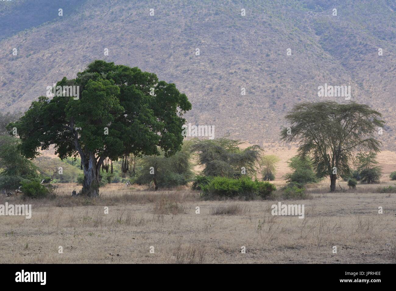 African Safari Landscape in Tanzania Stock Photo
