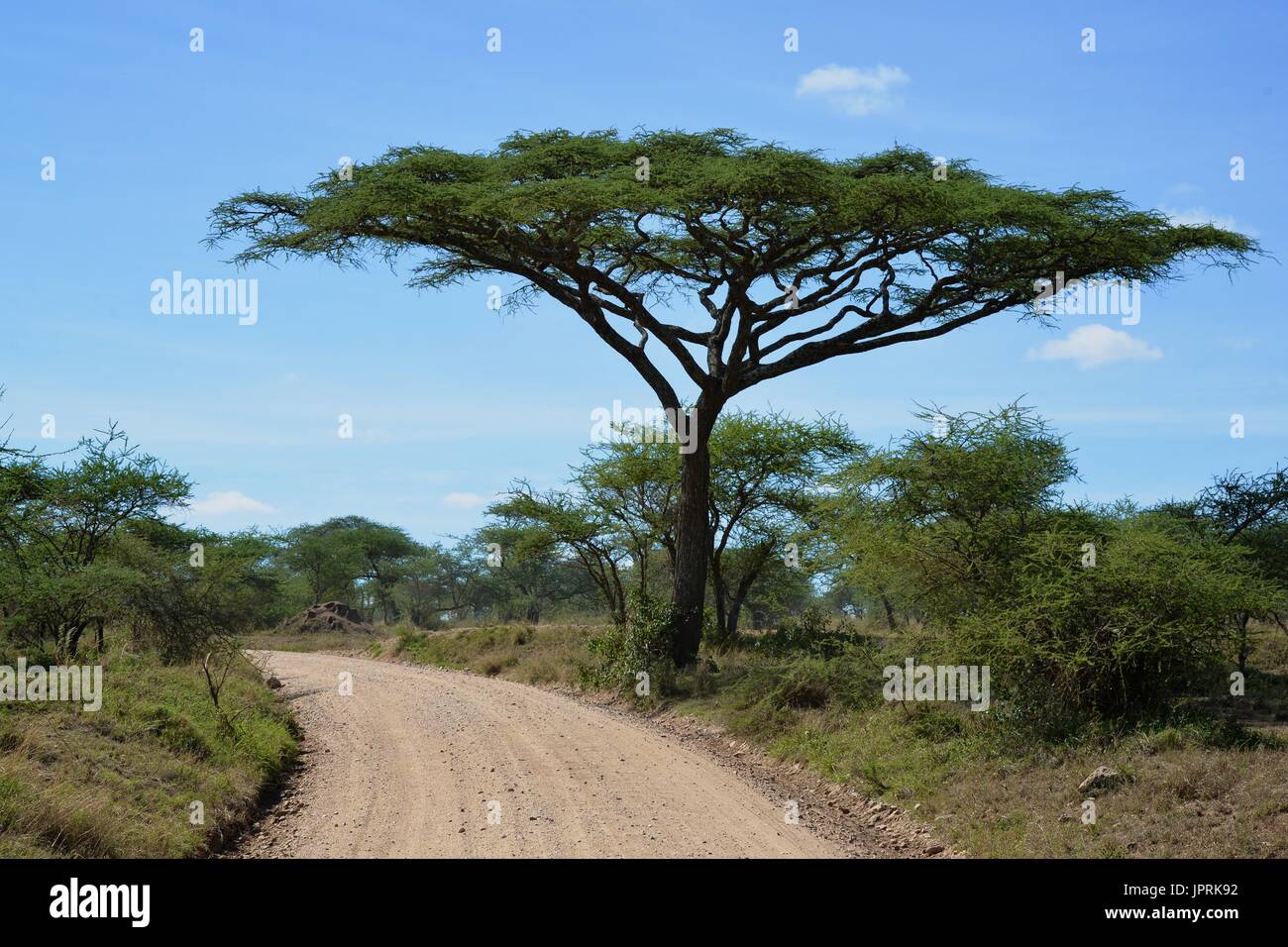 African Safari Landscape in Tanzania Stock Photo