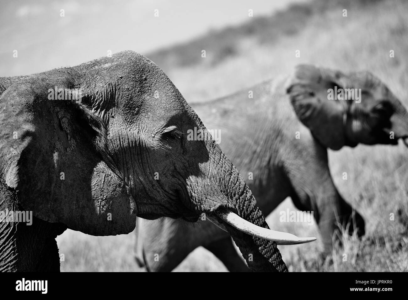 Elephants Roam the Serengeti Stock Photo