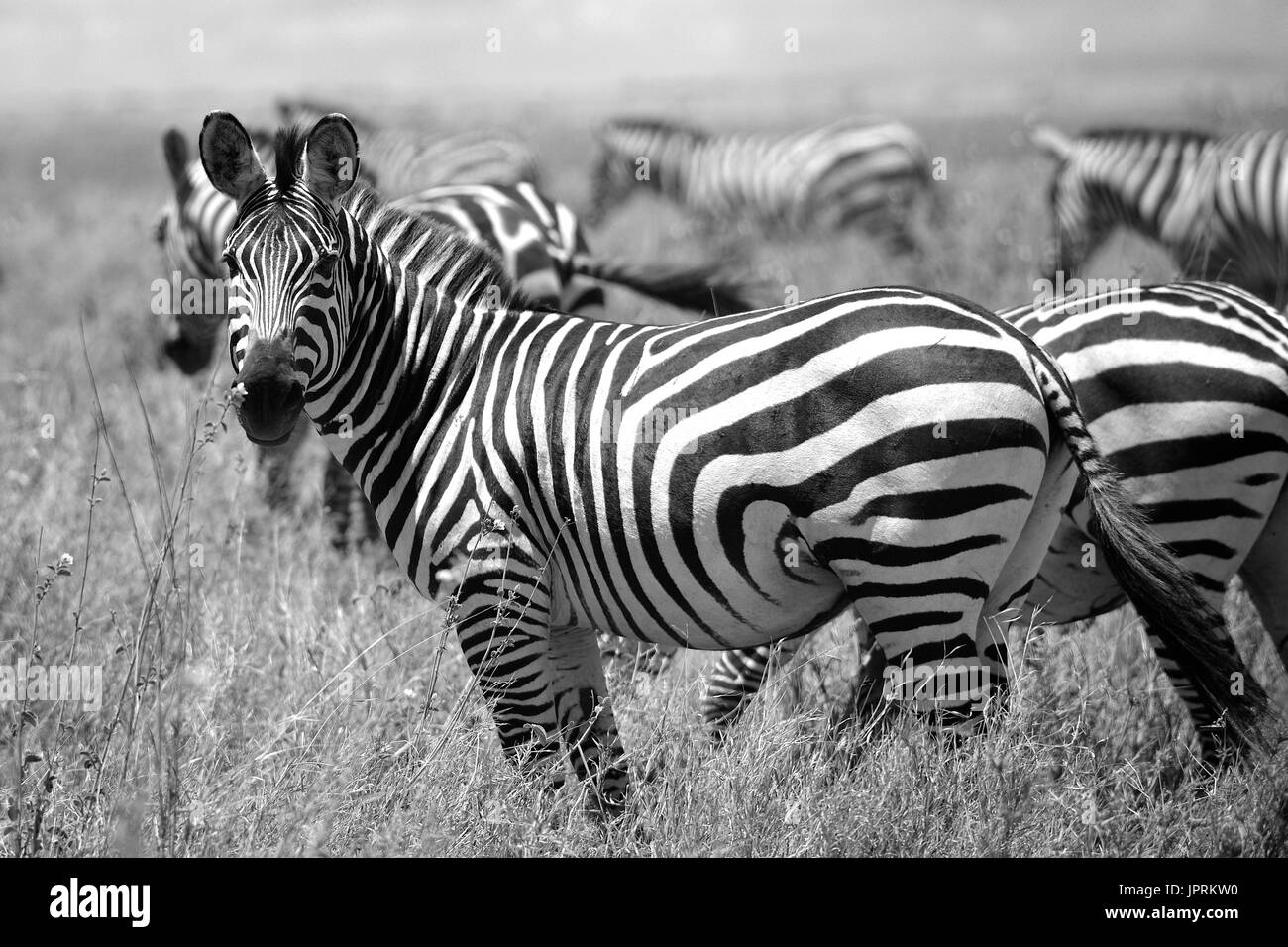 Zebras gone wild hi-res stock photography and images - Alamy