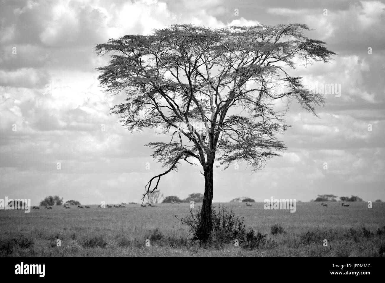 African scenic scenic Black and White Stock Photos & Images - Alamy