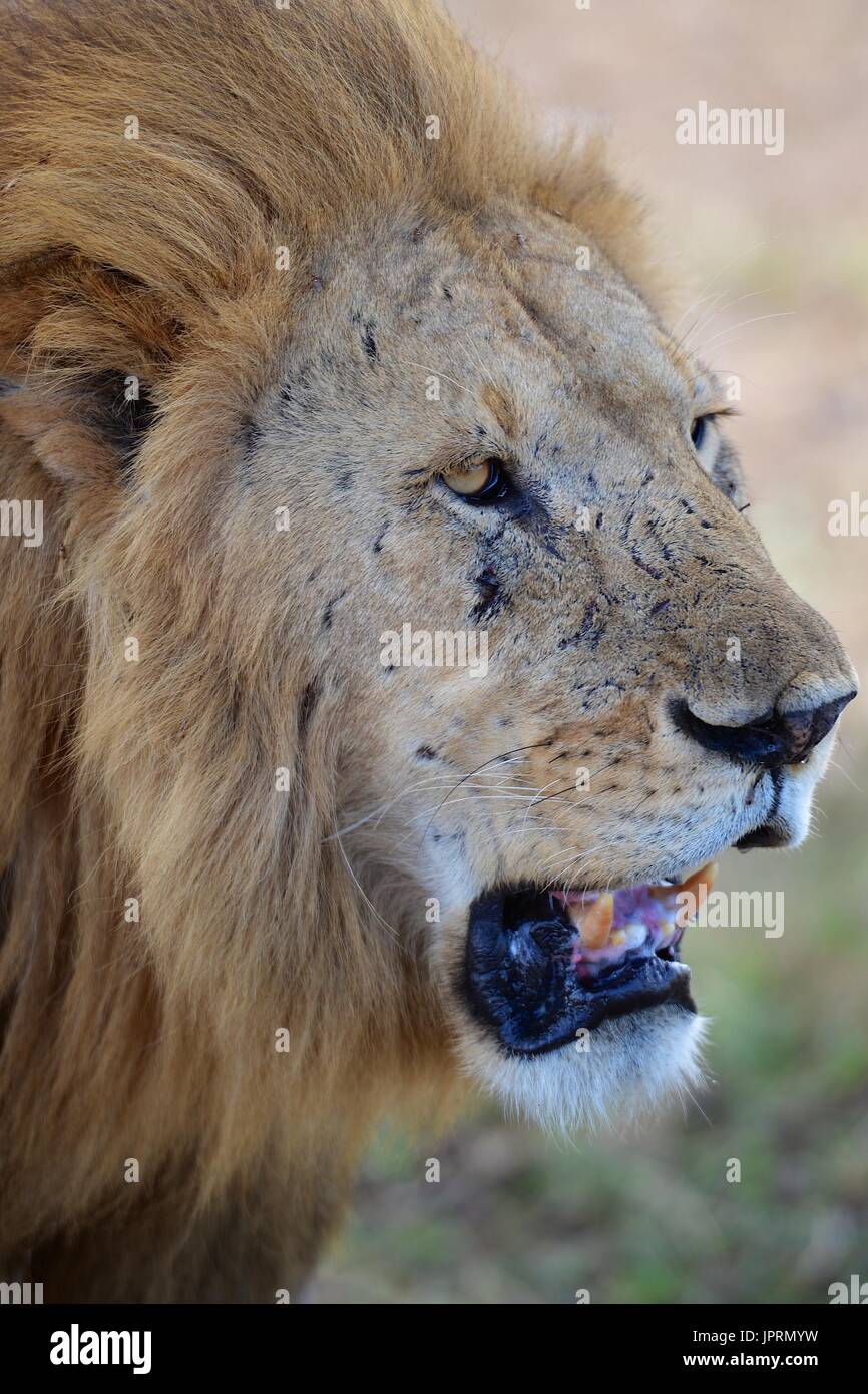 Simba the lion king hi-res stock photography and images - Alamy